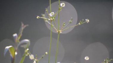 Fragile plant in the sun on the river bank