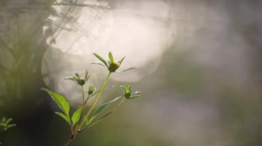 Fragile plant in the sun on the river bank