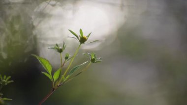 Fragile plant in the sun on the river bank