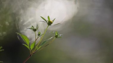 Fragile plant in the sun on the river bank