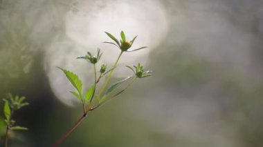 Fragile plant in the sun on the river bank