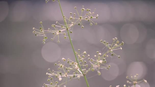 Fragile Plant Sun River Bank — Vídeo de Stock