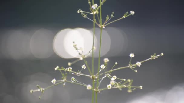 Fragile Plant Sun River Bank — Video Stock