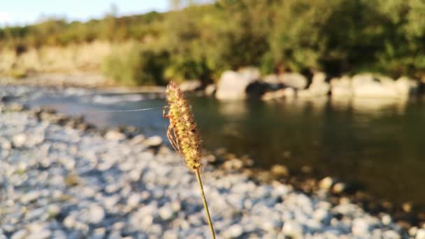 Araña Naturaleza Día Soleado — Vídeos de Stock