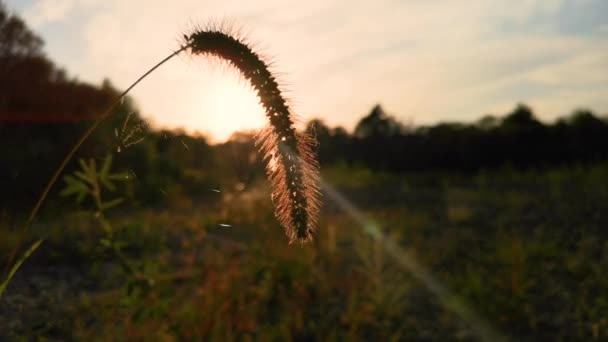 Sonnenuntergang Durch Eine Trockene Flauschige Pflanze — Stockvideo