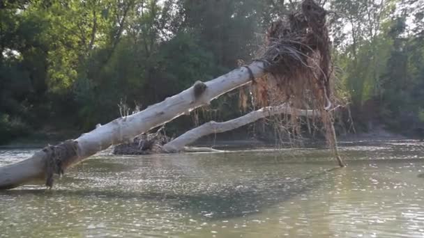 Game Reflected Sun Trunk Fallen Tree River — Video