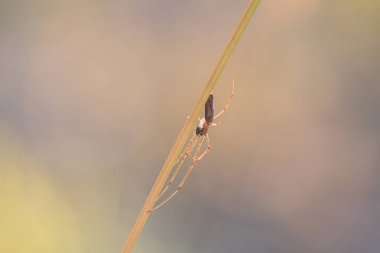 Güneşli bir günde vahşi ortamda örümcek