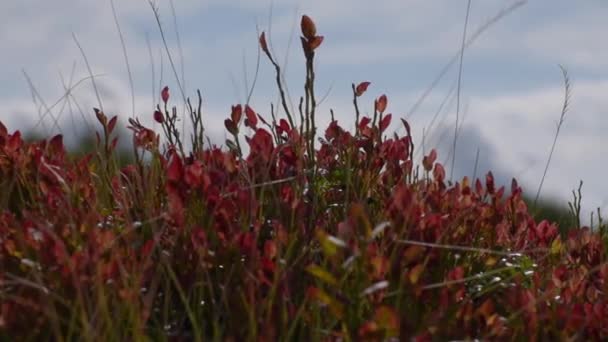 Mountain Blueberry Bush Autumn Mountains — Stock Video