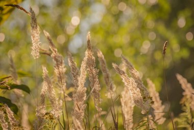 Reedweed spicy Calamagrostis acutiflora on the river bank sways in the wind