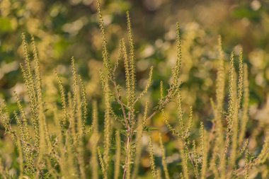 Ambrosia artemisiifolia on the river bank