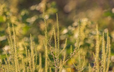 Ambrosia artemisiifolia on the river bank