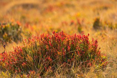 Mountain blueberry bush in autumn mountains
