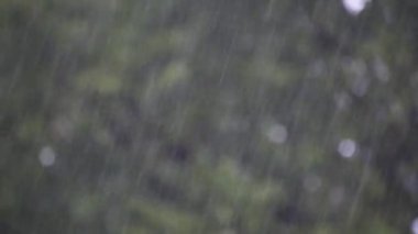 Bir ginkgo biloba ağacının arka planında sonbahar yağmuru