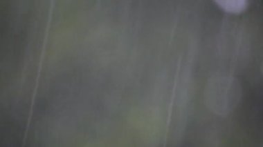 Bir ginkgo biloba ağacının arka planında sonbahar yağmuru