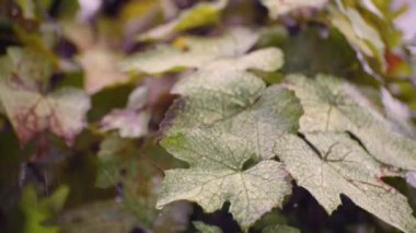 Sağanak yağışta bir demet üzüm