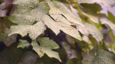 Sağanak yağışta bir demet üzüm