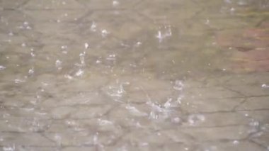 Döşeme tahtalarında sonbahar yağmuru.