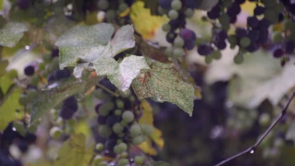 Bunches Table Grapes Downpour — Stock Video