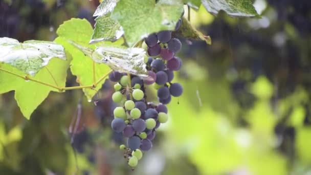 Зібрання Столового Винограду Внизу — стокове відео