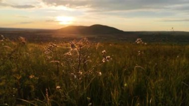 Gün batımında rüzgarda savrulan vahşi bir bitki