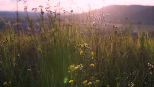 Divoká Rostlina Houpe Větru Při Západu Slunce — Stock video