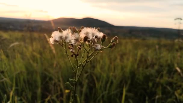 Una Planta Salvaje Balancea Viento Atardecer — Vídeo de stock