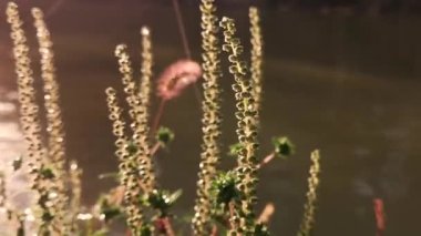 Ambrosia artemisiifolia on the river bank