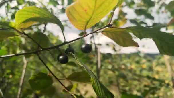 Fekete Bogyó Madár Cseresznye Erdőben — Stock videók