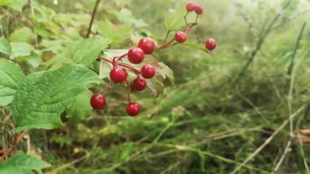 Vadon Termő Viburnum Vörös Bogyói Erdőben — Stock videók