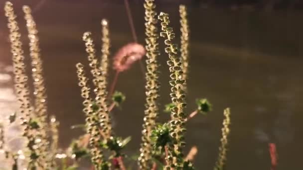 Ambrosia Artemisiifolia River Bank — стоковое видео