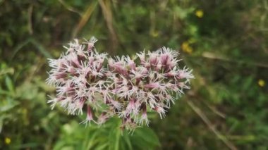 Dev Eupatorium Cannabinum rüzgarda sallanıyor