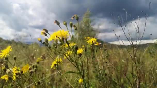 雷雨前山林的秋景 — 图库视频影像