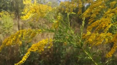 Rüzgarda sallanan dev altın çubuk.