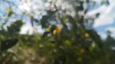 Ağaçların yaprakları rüzgârda savruluyor.