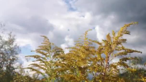 Гигантский Гольденрод Качающийся Ветру — стоковое видео