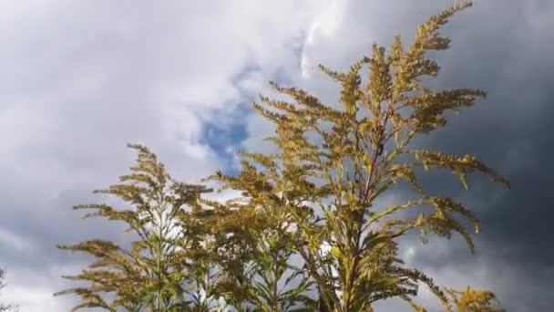 Giant Goldenrod Swaying Wind — Stock Video