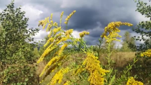 Raksasa Goldenrod Bergoyang Dalam Angin — Stok Video