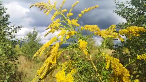 Giant Goldenrod Swaying Wind — Stock Video