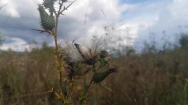 Dev Onopordum rüzgârda tohumlarını kaybediyor