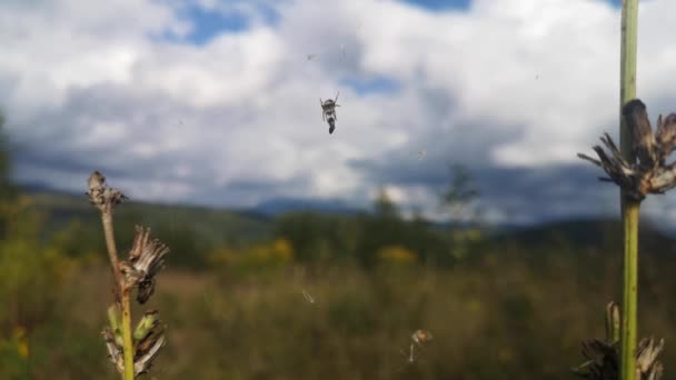 Araña Naturaleza Día Soleado — Vídeos de Stock