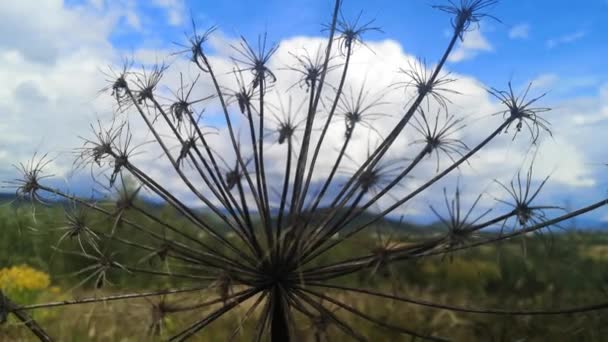 Inflorescência Uma Planta Venenosa Hogweed Com Sementes — Vídeo de Stock