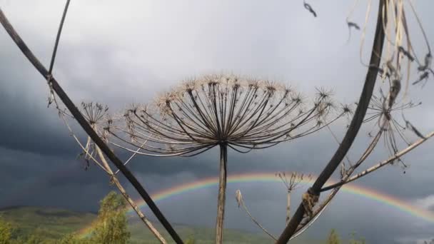 Infiorescenza Una Pianta Velenosa Hogweed Con Semi — Video Stock