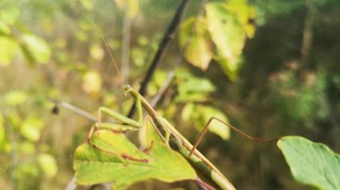 Güçlü bir rüzgarda dalda sallanan peygamberdevesi.