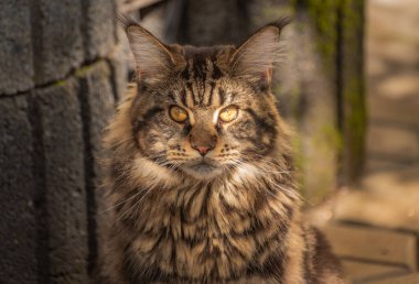 Bir Maine Rakunu 'nun portresi mermer rengi 
