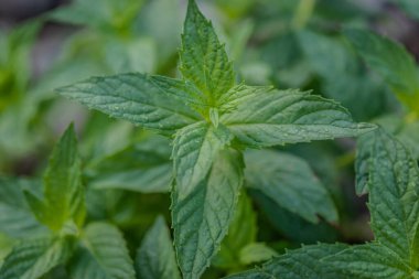 Nehir kıyısındaki taze nane şekeri Mentha longifolia bitkisi.