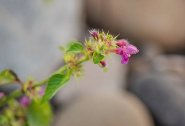 Nehir kıyısına Galeopsis tetrahit yerleştir