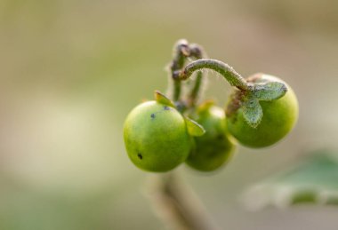 Nehir kıyısında siyah itüzümü