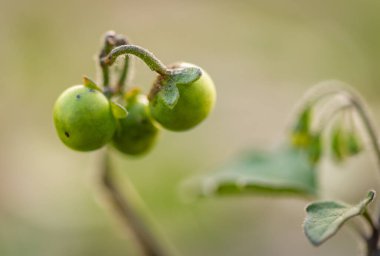 Nehir kıyısında siyah itüzümü