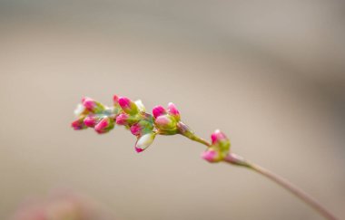 Nehir kıyısında Persicaria hidroliği