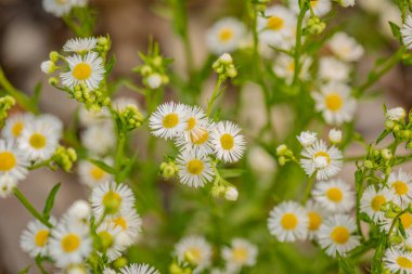Çiçek açan bir Phalacroloma 'nın yakın plan çekimi.